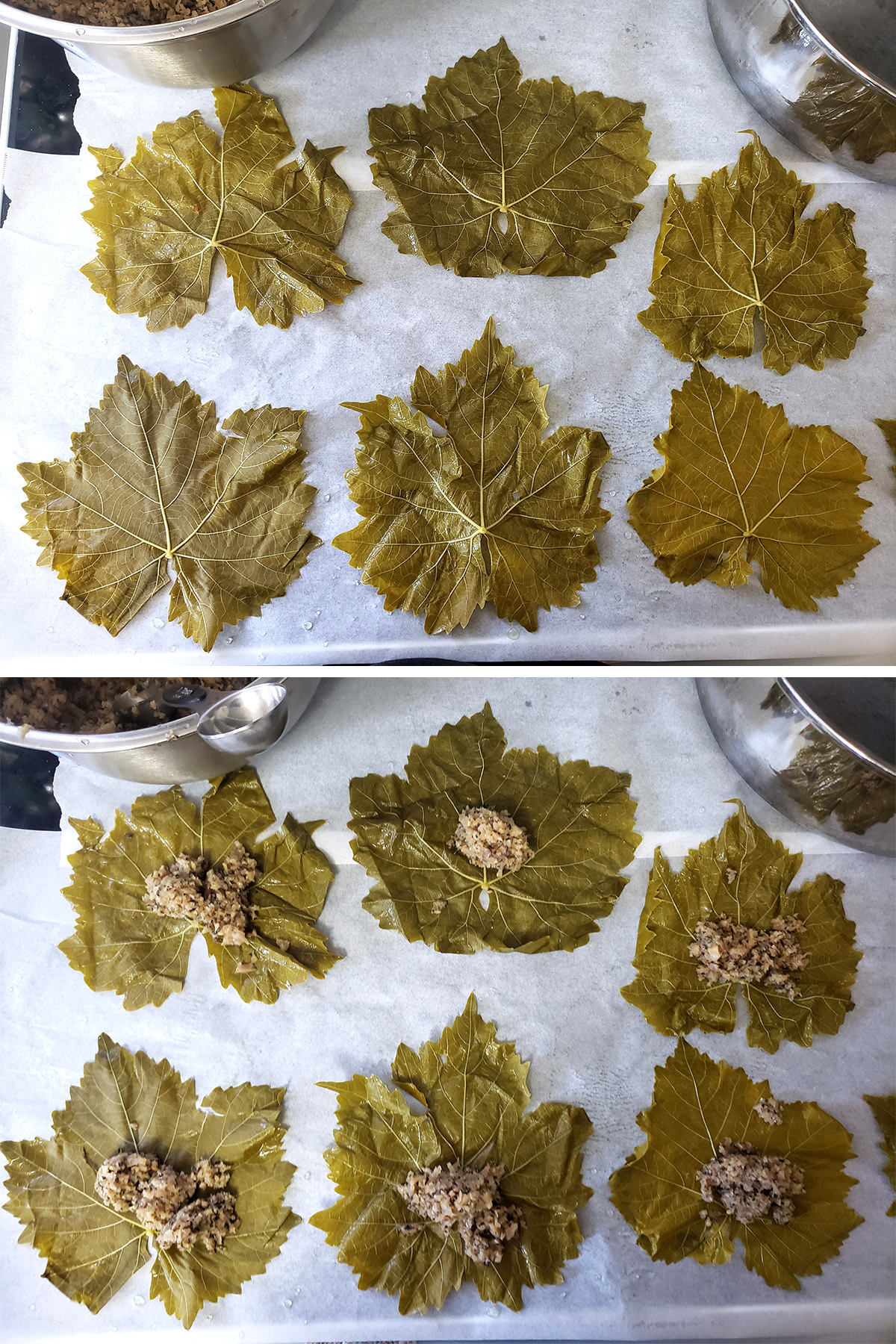 Grape leaves laid out, with little mounds of filling on each.
