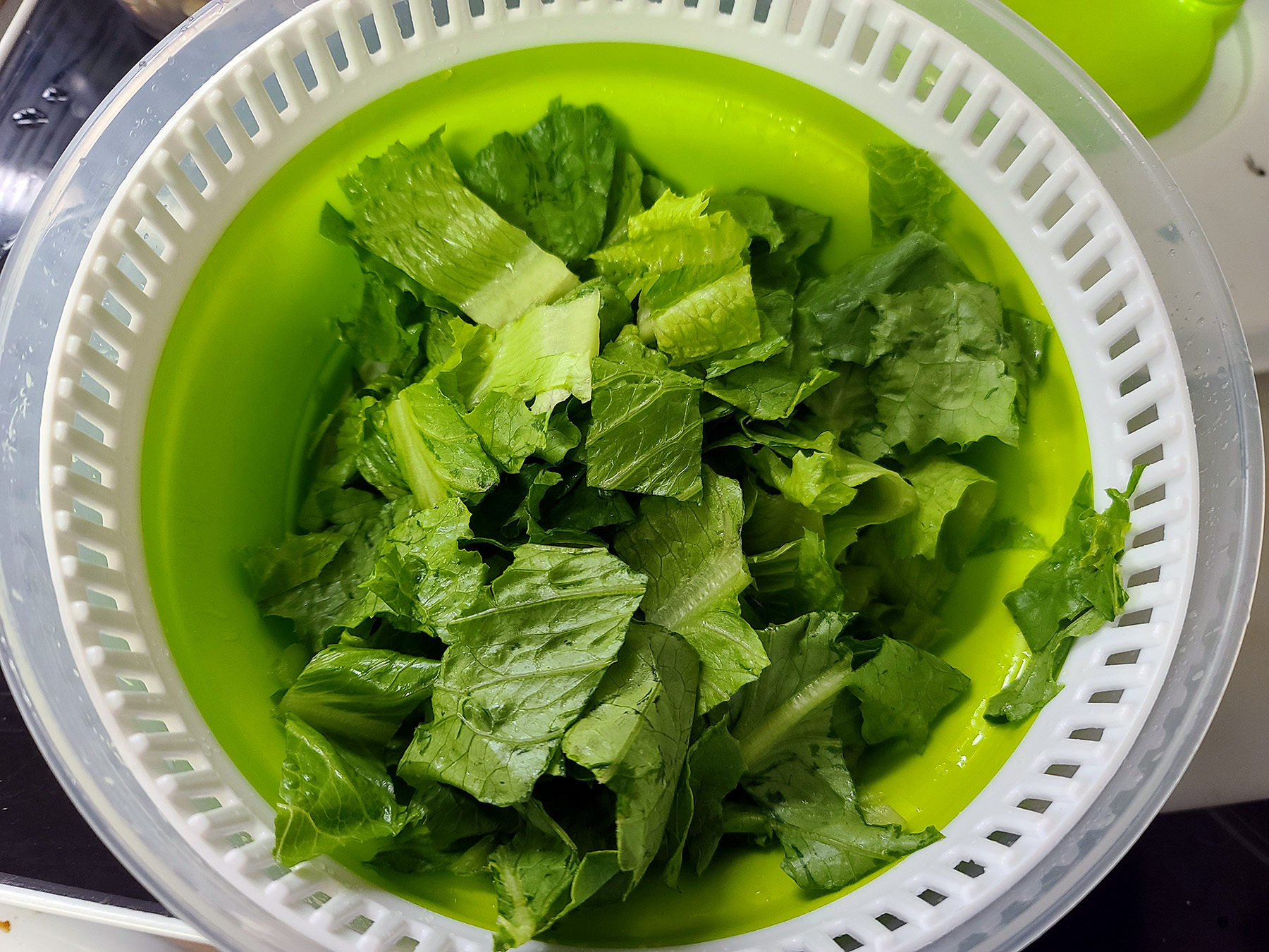 Chopped Romaine lettuce in a salad spinner.